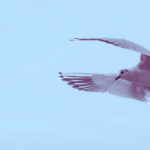 vrijheid - bevrijding